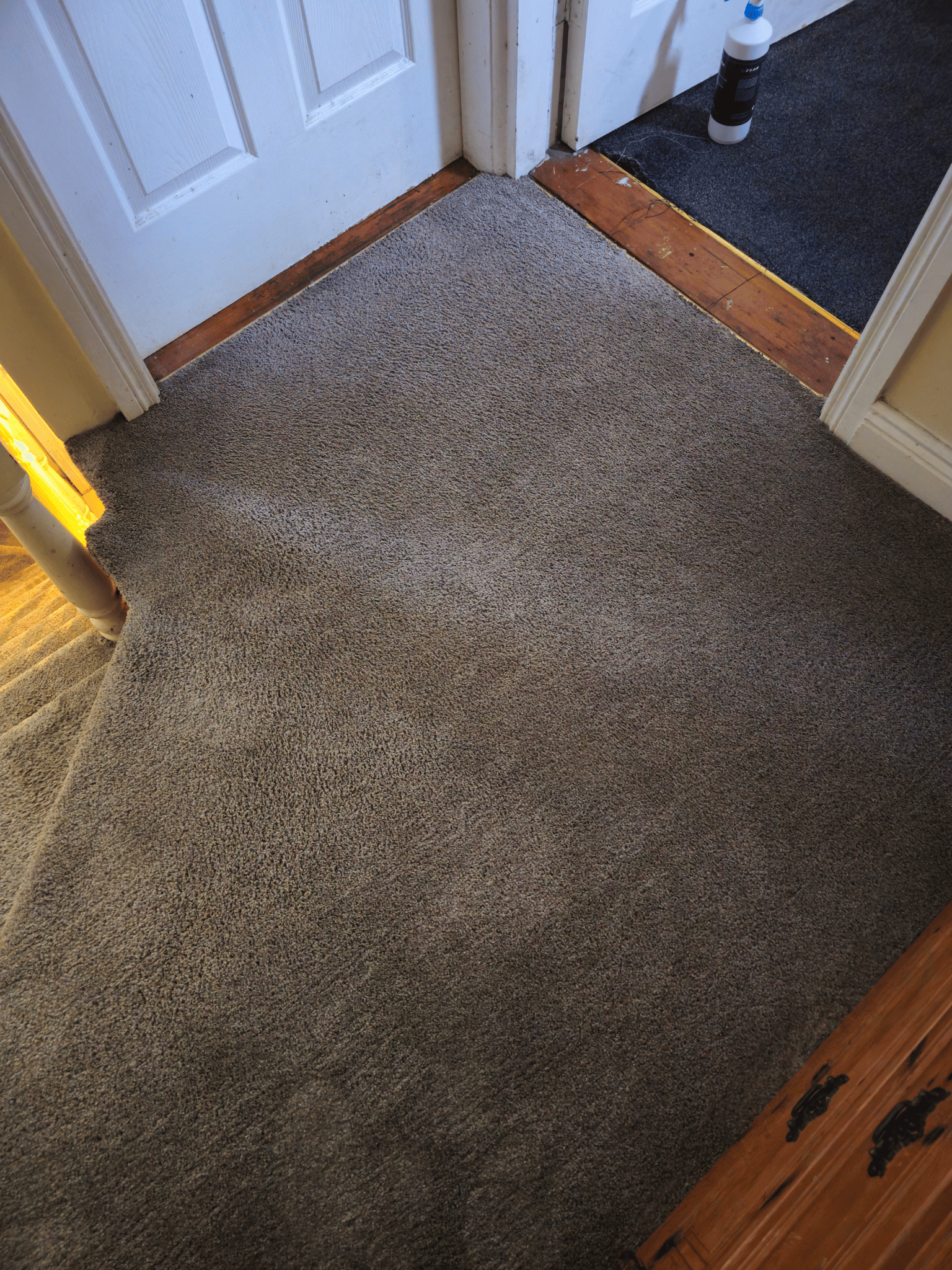 carpet cleaning services