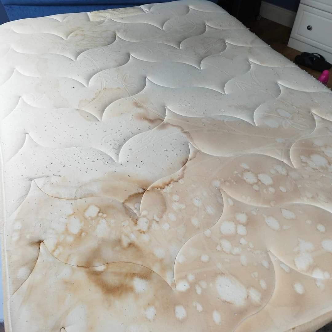 1000009475 – Professional Carpet, Sofa, Mattress & Upholstery Cleaning – FreshStart Furniture Cleaning